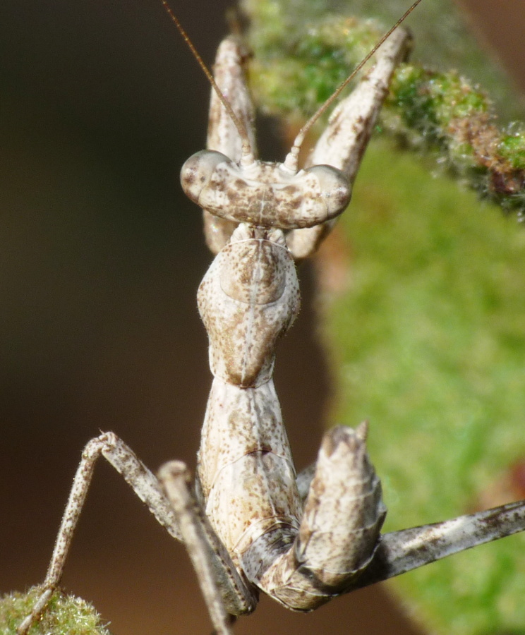 giovane di Ameles spallanzania